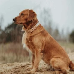 Hunter Hondenhalsband Trino 13 Hunter Hondenhalsband Trino -Hond winkel image 631