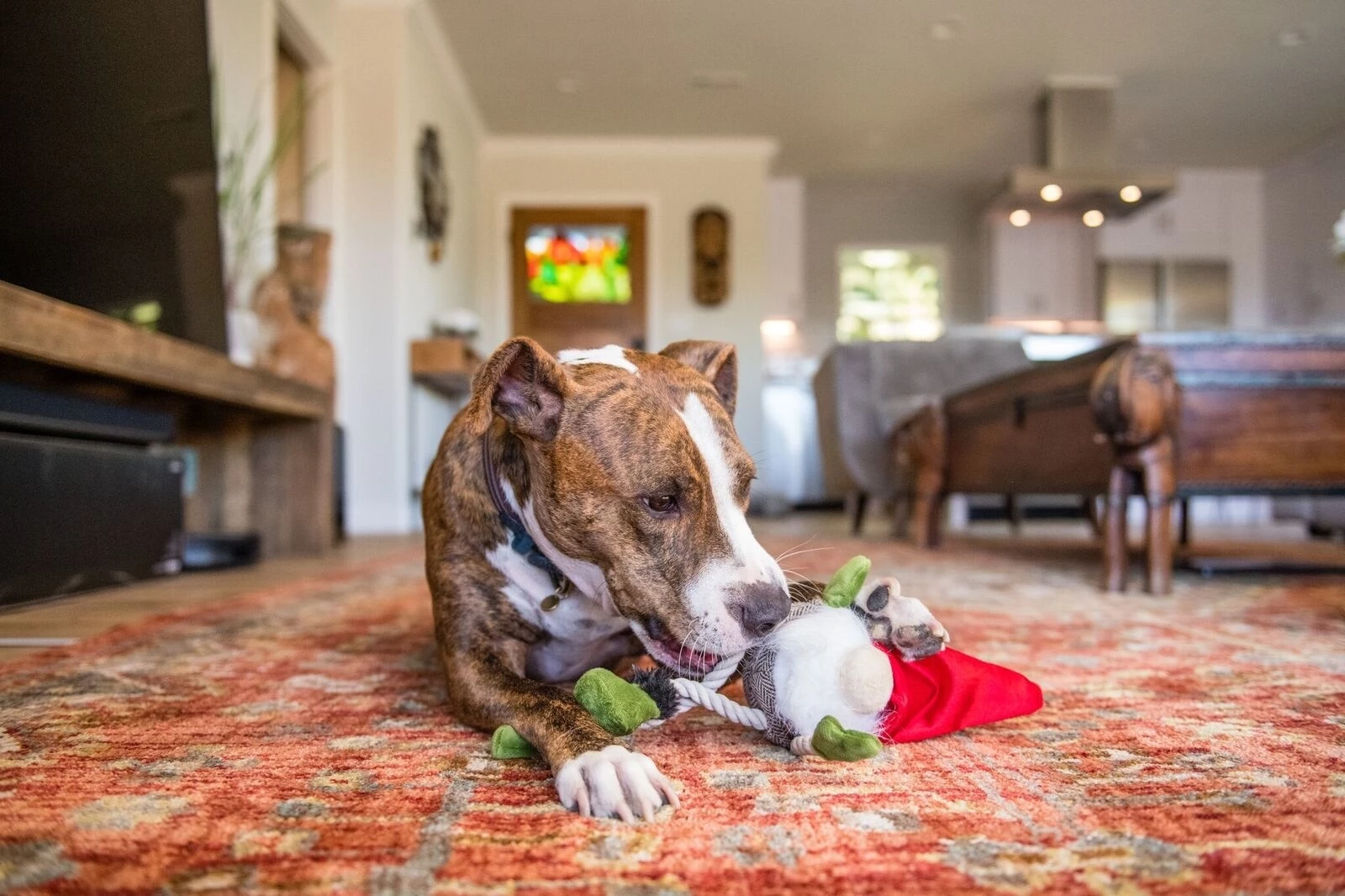 P.L.A.Y. Hondenspeelgoed Willow's Mythical - Gnome 4 P.L.A.Y. Hondenspeelgoed Willow's Mythical - Gnome - Afbeelding 2