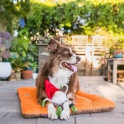 P.L.A.Y. Hondenspeelgoed Willow's Mythical - Gnome 14 P.L.A.Y. Hondenspeelgoed Willow's Mythical - Gnome -Hond winkel image 6319