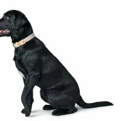 Hunter Hondenhalsband Trino 15 Hunter Hondenhalsband Trino -Hond winkel image 633