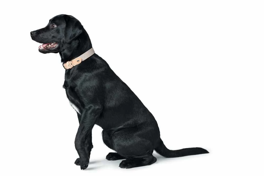 Hunter Hondenhalsband Trino 8 Hunter Hondenhalsband Trino - Afbeelding 6