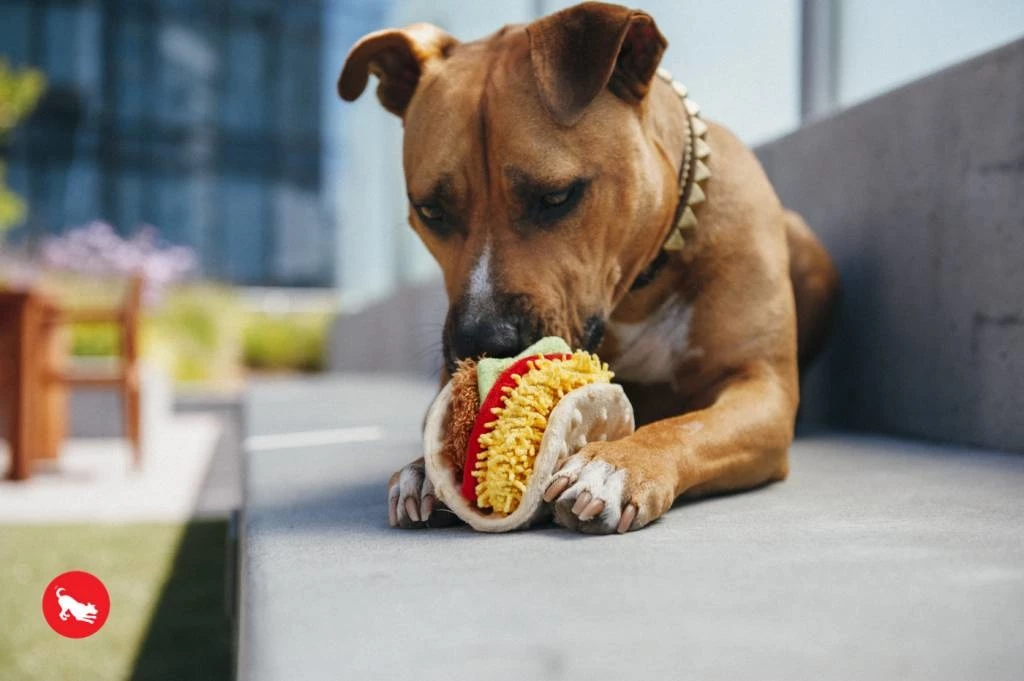 P.L.A.Y. Hondenspeelgoed International Classic - Taco 6 P.L.A.Y. Hondenspeelgoed International Classic - Taco - Afbeelding 4