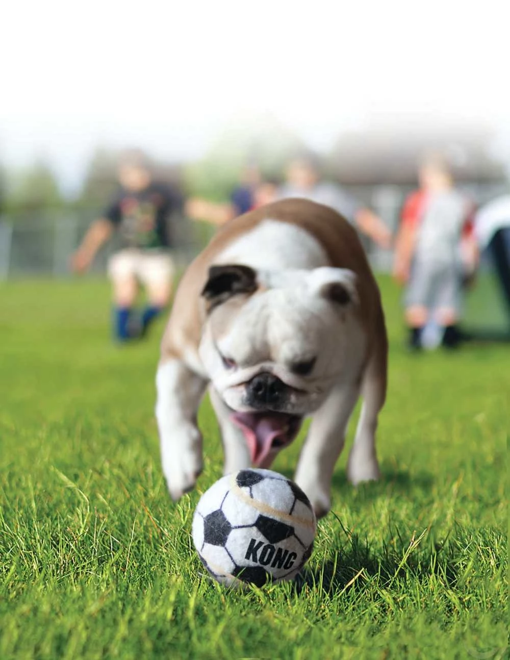 Kong Hondenspeelgoed Sport Balls 3 Kong Hondenspeelgoed Sport Balls