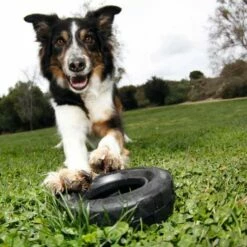 Kong Hondenspeelgoed Traxx -Hond winkel image 6466