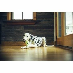 West Paw Design Hondenspeelgoed Zogoflex Qwizl Granny Smith 9 West Paw Design Hondenspeelgoed Zogoflex Qwizl Granny Smith -Hond winkel image 6490