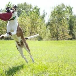 Kong Hondenspeelgoed Flyer -Hond winkel image 6562