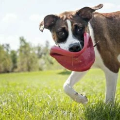 Kong Hondenspeelgoed Flyer -Hond winkel image 6563