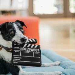 P.L.A.Y. Hondenspeelgoed Hollywoof Cinema - Doggy Director Board -Hond winkel image 6585