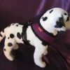 Puppia Hondentuig Soft Harness Paars -Hond winkel image 66