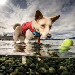 Kurgo Hondenspeelgoed Skipping Stones -Hond winkel image 6640