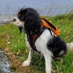 K9 Sport Sack Multifunctionele Hondenrugzak Walk On Oranje -Hond winkel image 6740