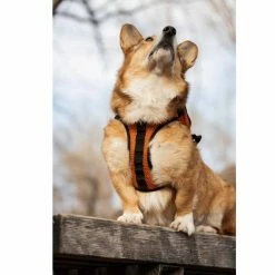 K9 Sport Sack Multifunctionele Hondenrugzak Walk On Oranje -Hond winkel image 6744