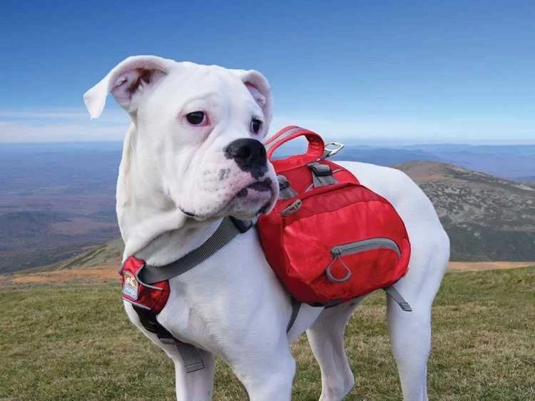 Kurgo Hondenrugzak Baxter 3 Kurgo Hondenrugzak Baxter