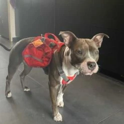 Kurgo Hondenrugzak Baxter 11 Kurgo Hondenrugzak Baxter -Hond winkel image 6775