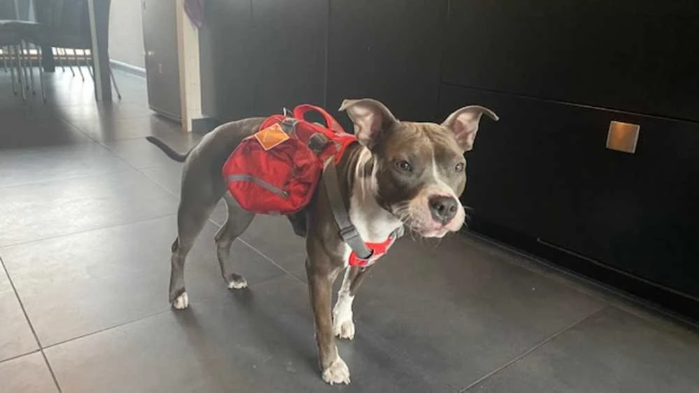 Kurgo Hondenrugzak Baxter 6 Kurgo Hondenrugzak Baxter - Afbeelding 4