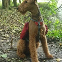 Kurgo Hondenrugzak Baxter 12 Kurgo Hondenrugzak Baxter -Hond winkel image 6776