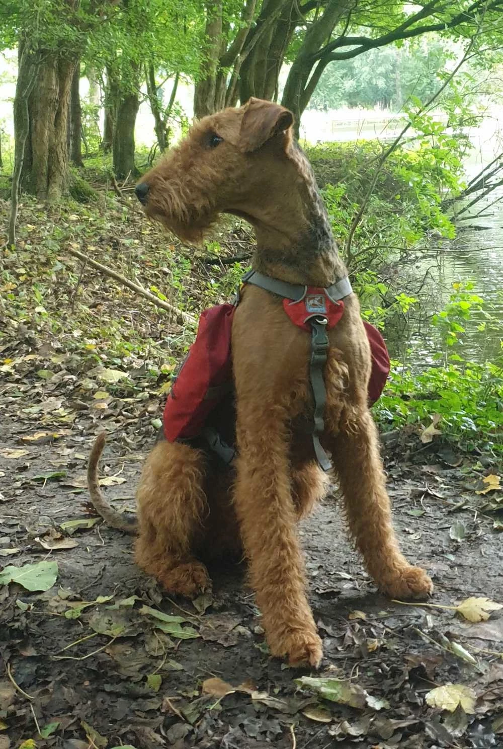 Kurgo Hondenrugzak Baxter 7 Kurgo Hondenrugzak Baxter - Afbeelding 5