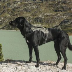 EQDOG Hondentuig Pro Harness Zwart -Hond winkel image 6797