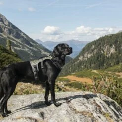 EQDOG Hondentuig Pro Harness Zwart -Hond winkel image 6799