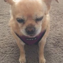 Puppia Hondentuig Soft Harness Paars -Hond winkel image 68