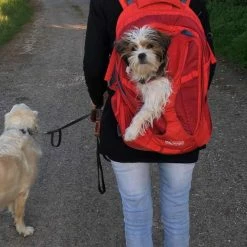 Hond winkel -Hond winkel image 6866