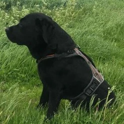 Hond winkel -Hond winkel image 6883