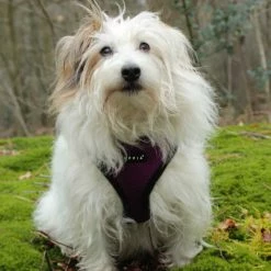 Greenfields Hondenspray Anti-Klit