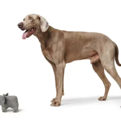 Hunter Hondenspeelgoed Eiby -Hond winkel image 714