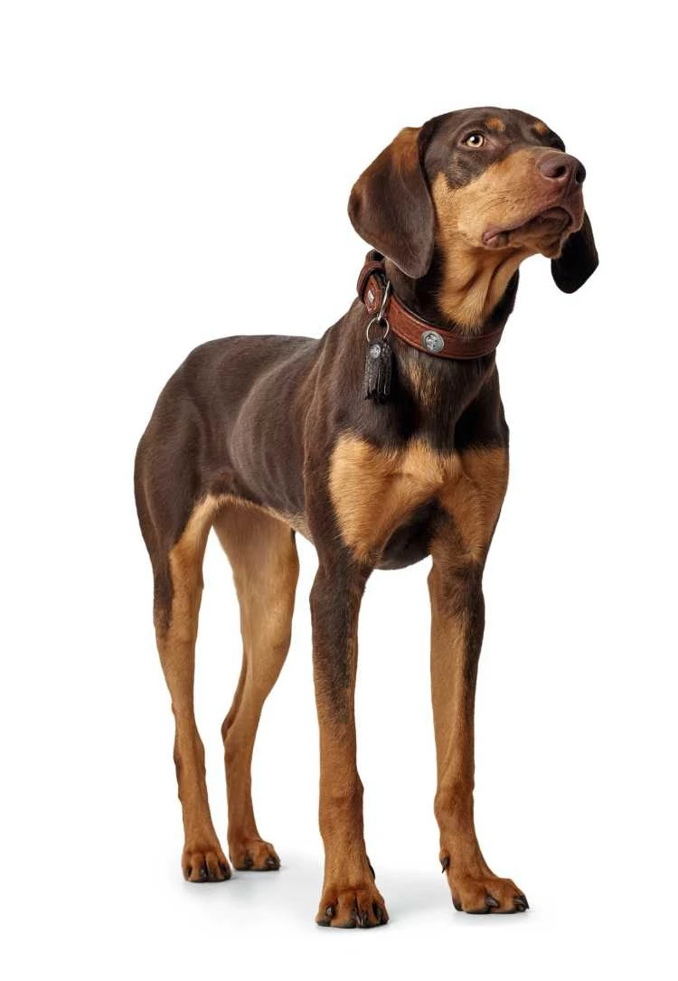 Hunter Hondenhalsband Cody Cognac 4 Hunter Hondenhalsband Cody Cognac - Afbeelding 2