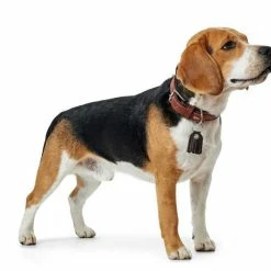 Hunter Hondenhalsband Cody Cognac 13 Hunter Hondenhalsband Cody Cognac -Hond winkel image 749