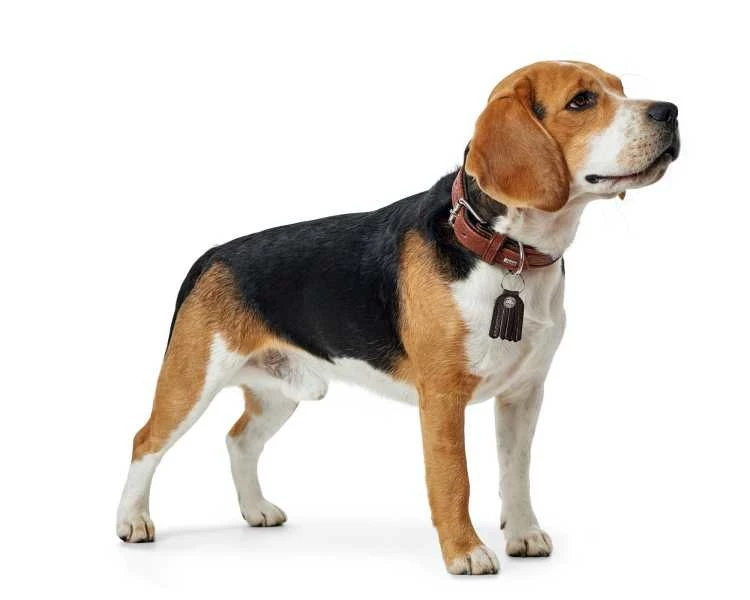 Hunter Hondenhalsband Cody Cognac 6 Hunter Hondenhalsband Cody Cognac - Afbeelding 4