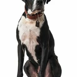 Hunter Hondenhalsband Cody Cognac 15 Hunter Hondenhalsband Cody Cognac -Hond winkel image 751