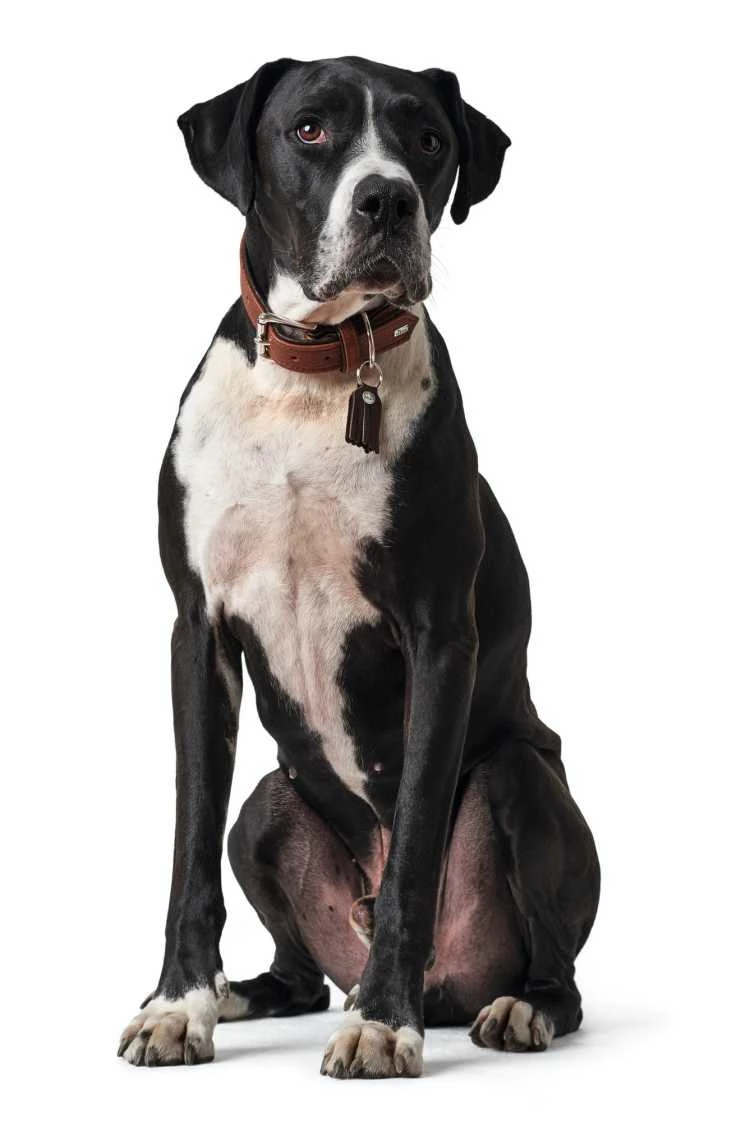 Hunter Hondenhalsband Cody Cognac 8 Hunter Hondenhalsband Cody Cognac - Afbeelding 6