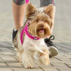 K9 Sport Sack Hondenrugzak Knavigate Zwart -Hond winkel image 81