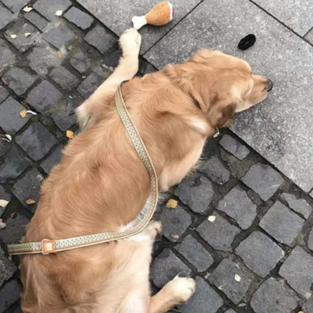 Max&Molly Max & Molly Hondenriem Short Leash Ethnic 5 Max&Molly Max & Molly Hondenriem Short Leash Ethnic - Afbeelding 3