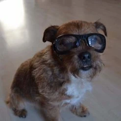 Dogoptics Hondenzonnebril Biker Black Frame Clear Lens -Hond winkel image 868