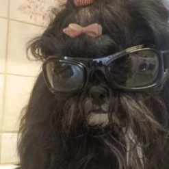 Dogoptics Hondenzonnebril Biker Black Frame Clear Lens -Hond winkel image 870