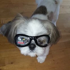 Dogoptics Hondenzonnebril Biker Black Frame Clear Lens -Hond winkel image 872