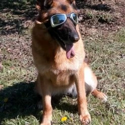 Dogoptics Hondenzonnebril Biker Silver Frame/Mirror Lens -Hond winkel image 885