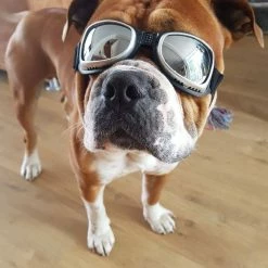 Dogoptics Hondenzonnebril Biker Silver Frame/Mirror Lens -Hond winkel image 886