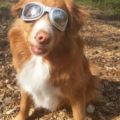 Dogoptics Hondenzonnebril Biker Silver Frame/Mirror Lens -Hond winkel image 887