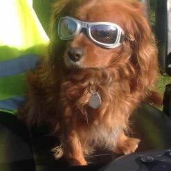 Dogoptics Hondenzonnebril Biker Silver Frame/Mirror Lens -Hond winkel image 888