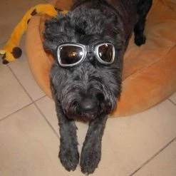 Dogoptics Hondenzonnebril Biker Silver Frame/Mirror Lens -Hond winkel image 890