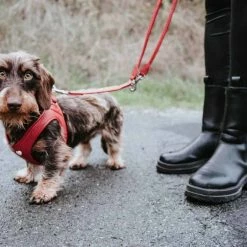 Hunter Hondentuig Love -Hond winkel image 915