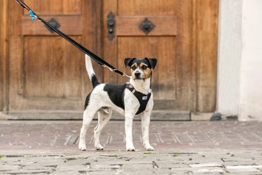 Curli Verstelbare Hondenriem Zwart 4 Curli Verstelbare Hondenriem Zwart - Afbeelding 2