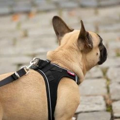 Curli Verstelbare Hondenriem Zwart 8 Curli Verstelbare Hondenriem Zwart -Hond winkel image 919