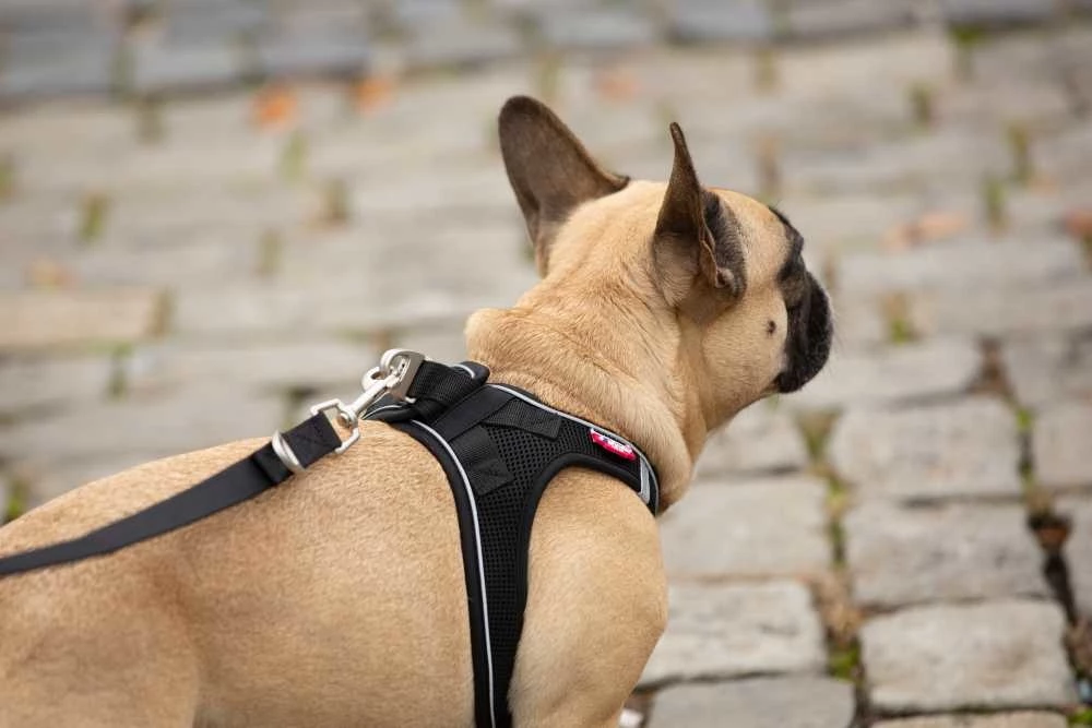 Curli Verstelbare Hondenriem Zwart 5 Curli Verstelbare Hondenriem Zwart - Afbeelding 3