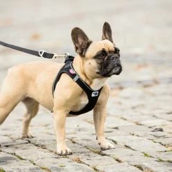 Curli Verstelbare Hondenriem Zwart 9 Curli Verstelbare Hondenriem Zwart -Hond winkel image 920