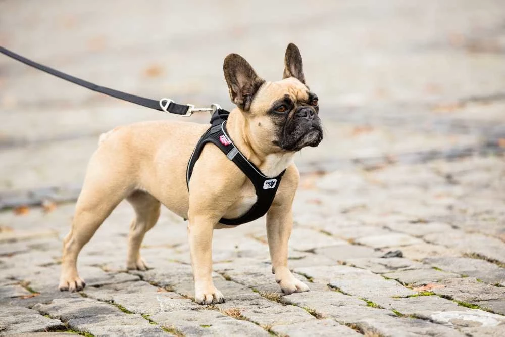 Curli Verstelbare Hondenriem Zwart 6 Curli Verstelbare Hondenriem Zwart - Afbeelding 4