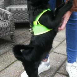 Doxtasy Hondentuig Comfy Harnass Mesh Fluo Green -Hond winkel image 976